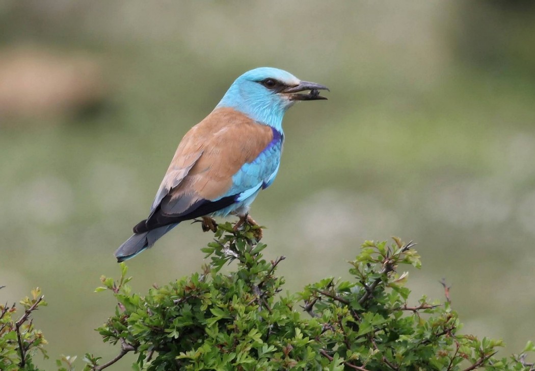 European Roller