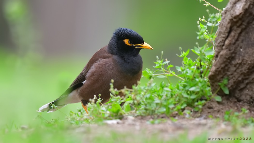 Common Myna