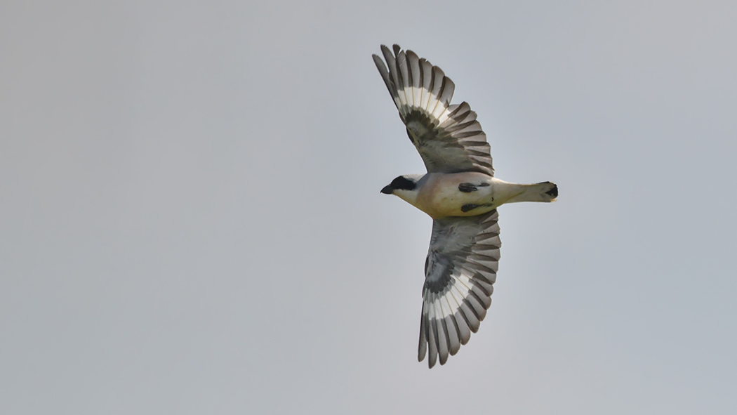 Lesser Grey Shrike