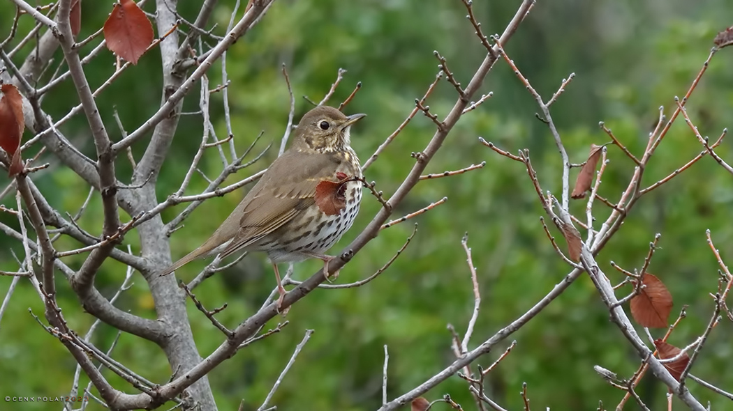 Song Thrush
