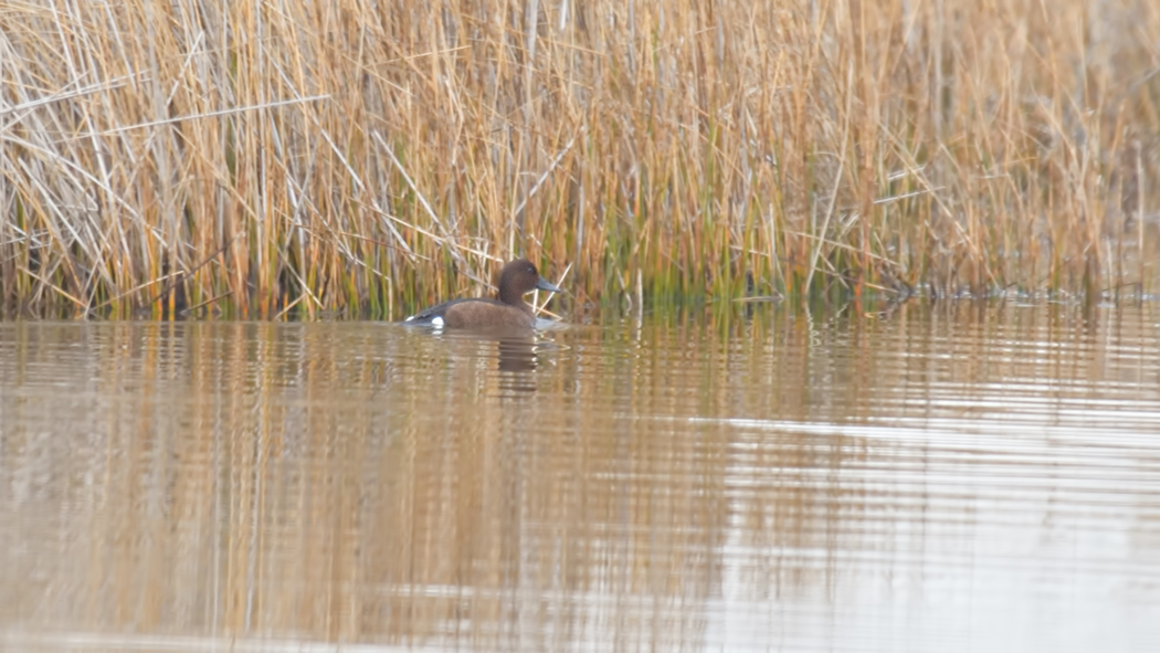 Ferruginous Duck