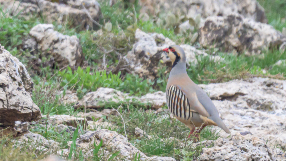 Chukar Partridge