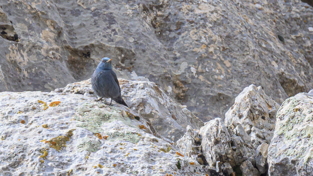 Blue Rock Thrush