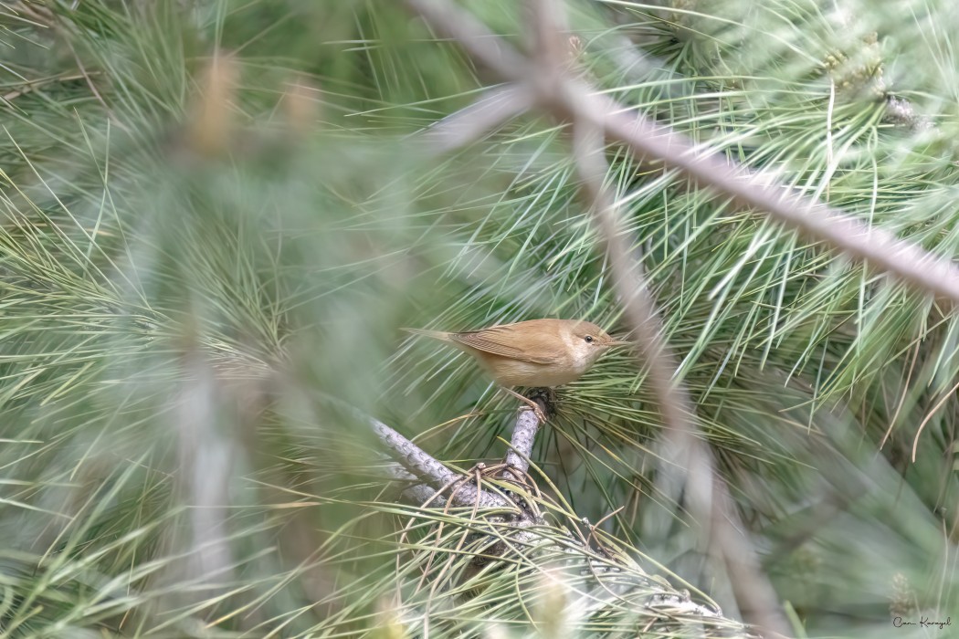 Marsh Warbler