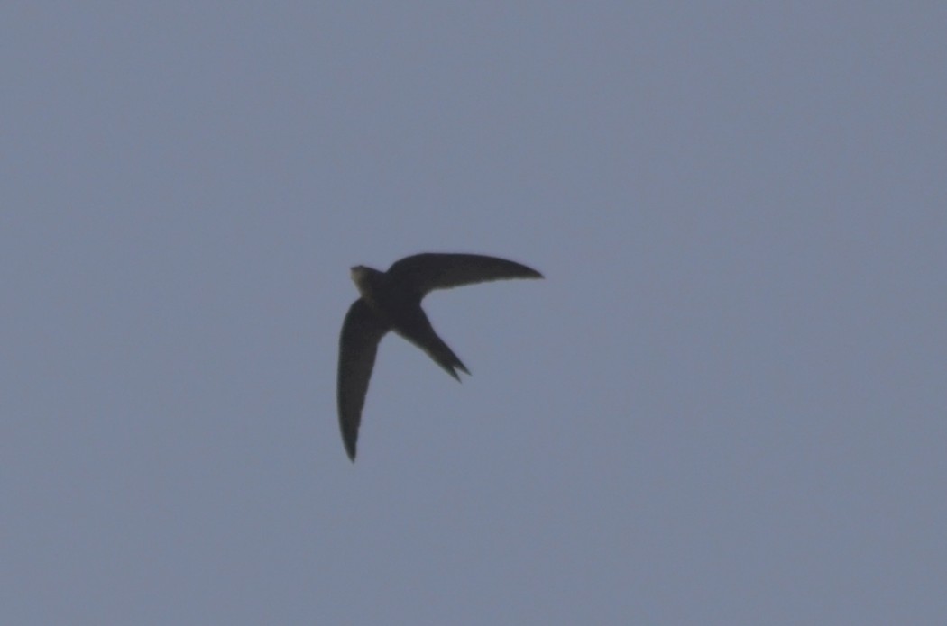 Common Swift