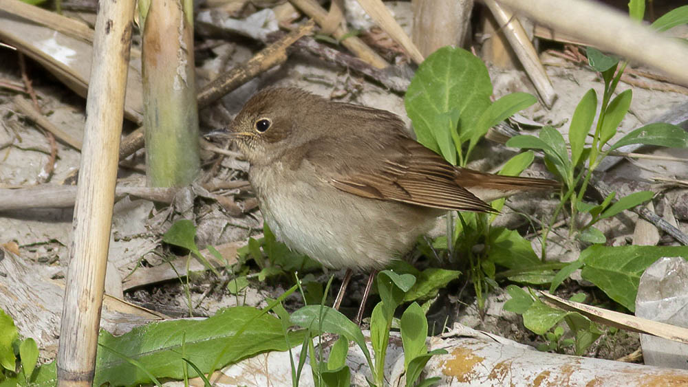 Thrush Nightingale