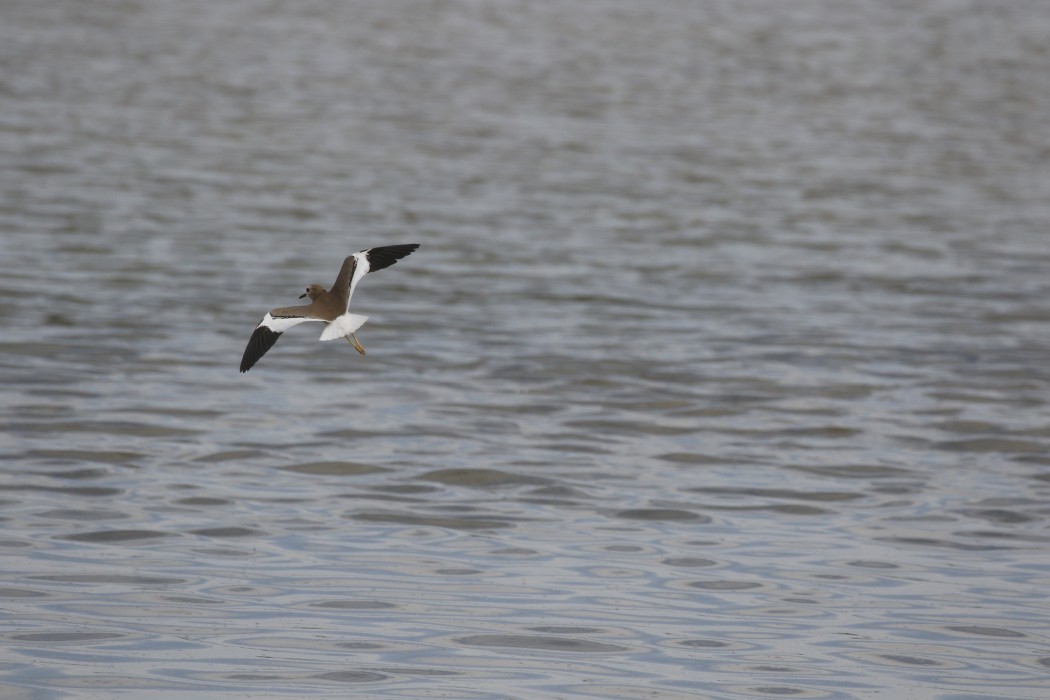 White-tailed Lapwing
