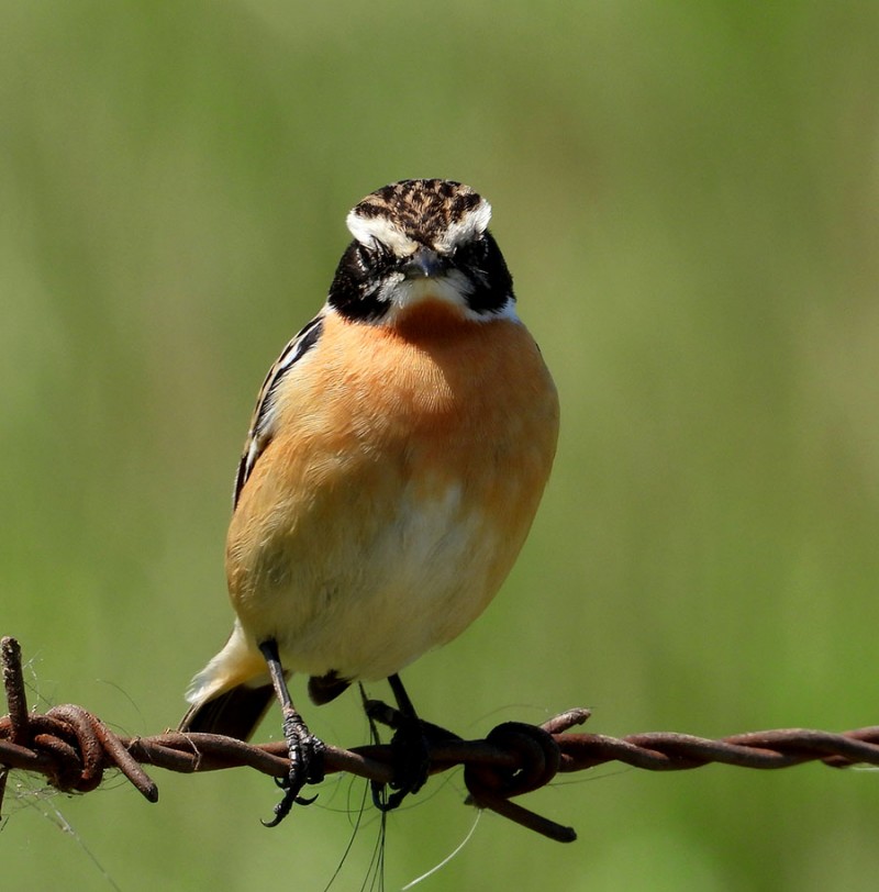 Whinchat