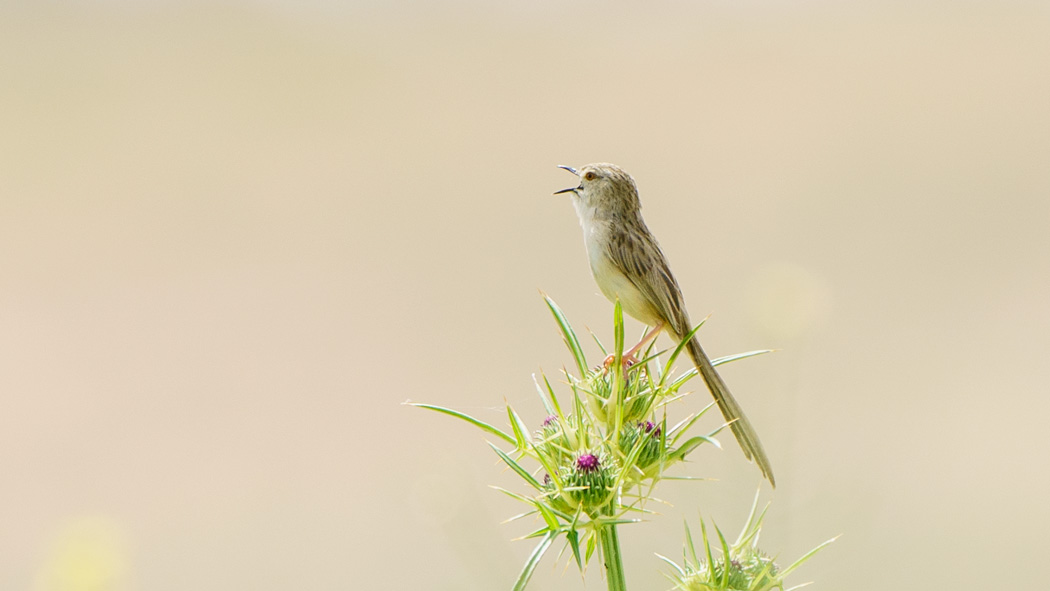 Delicate Prinia