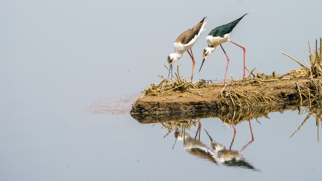 Black-winged Stilt