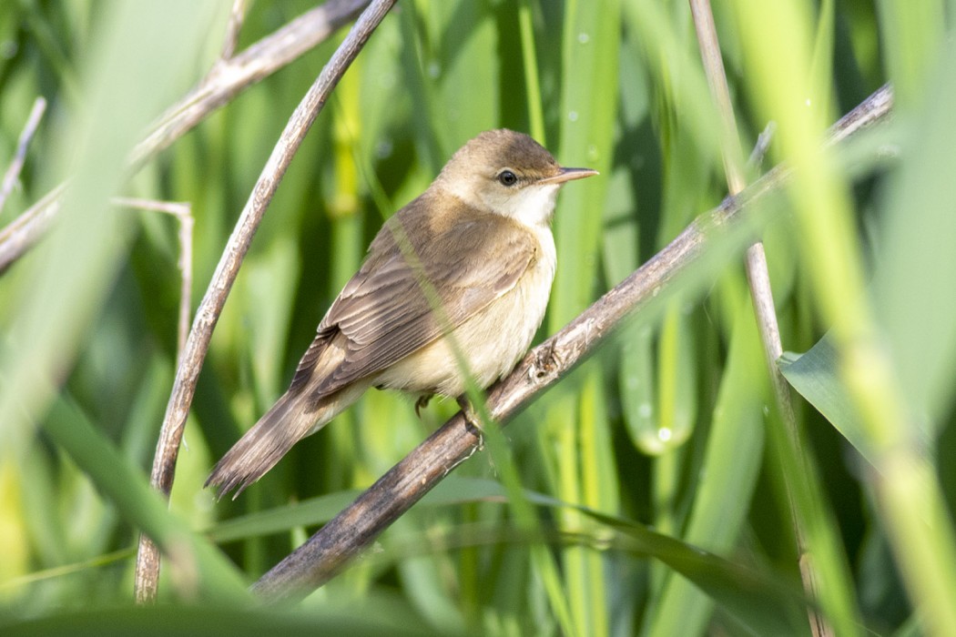 Common Reed Warbler