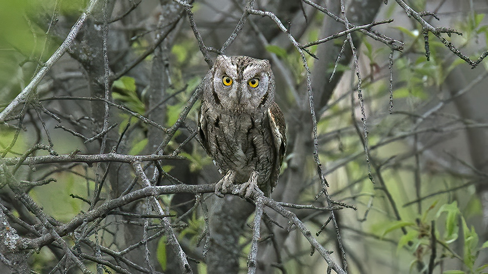 Eurasian Scops Owl