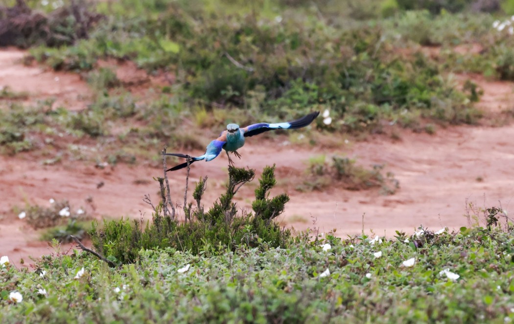 European Roller