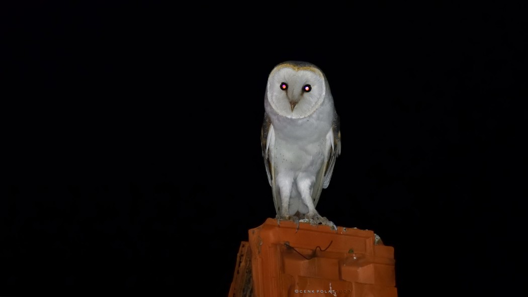 Western Barn Owl