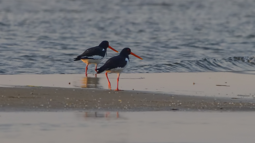 Eurasian Oystercatcher