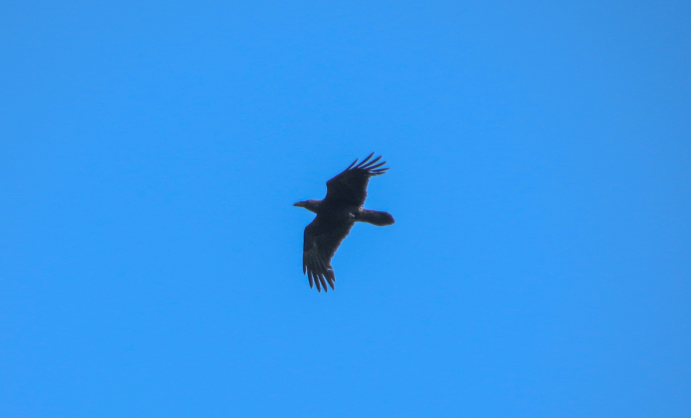 Northern Raven
