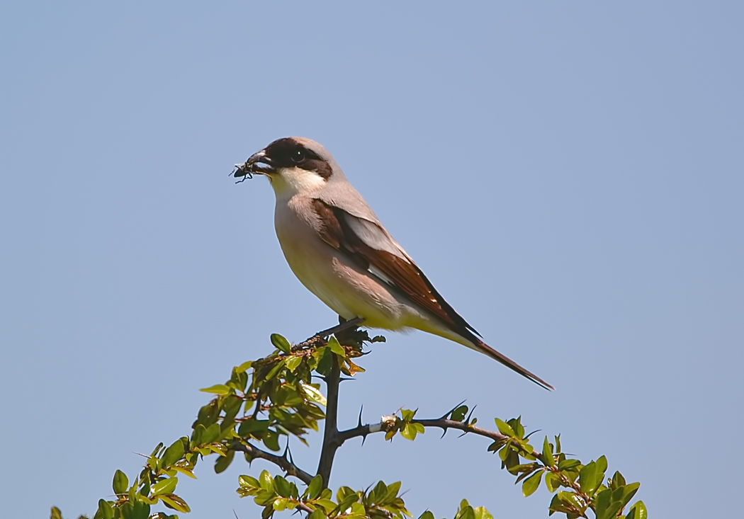 Lesser Grey Shrike