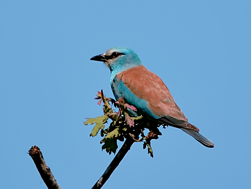European Roller