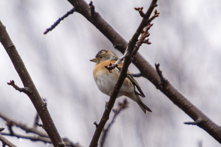 Brambling