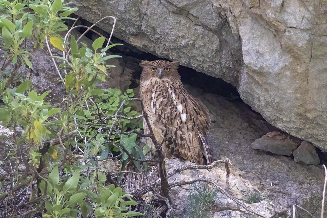 Brown Fish Owl