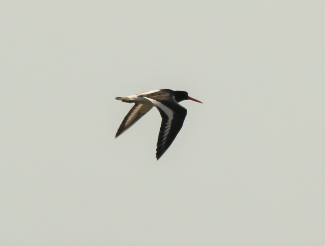 Eurasian Oystercatcher