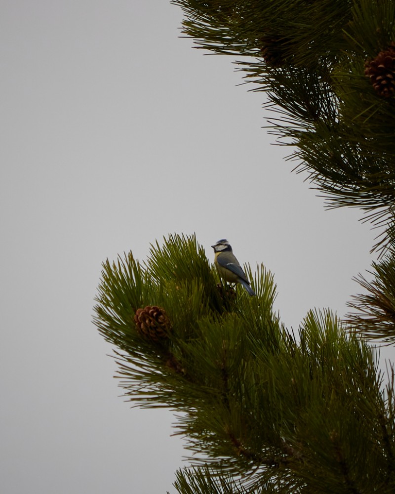 Eurasian Blue Tit