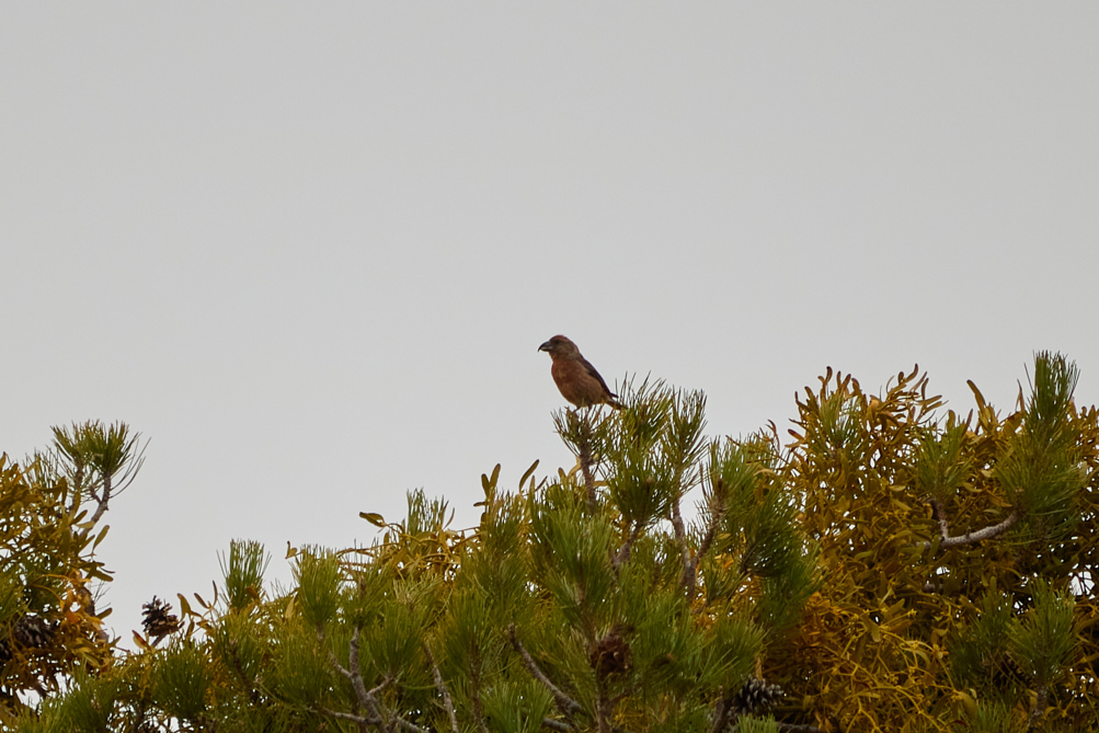 Red Crossbill
