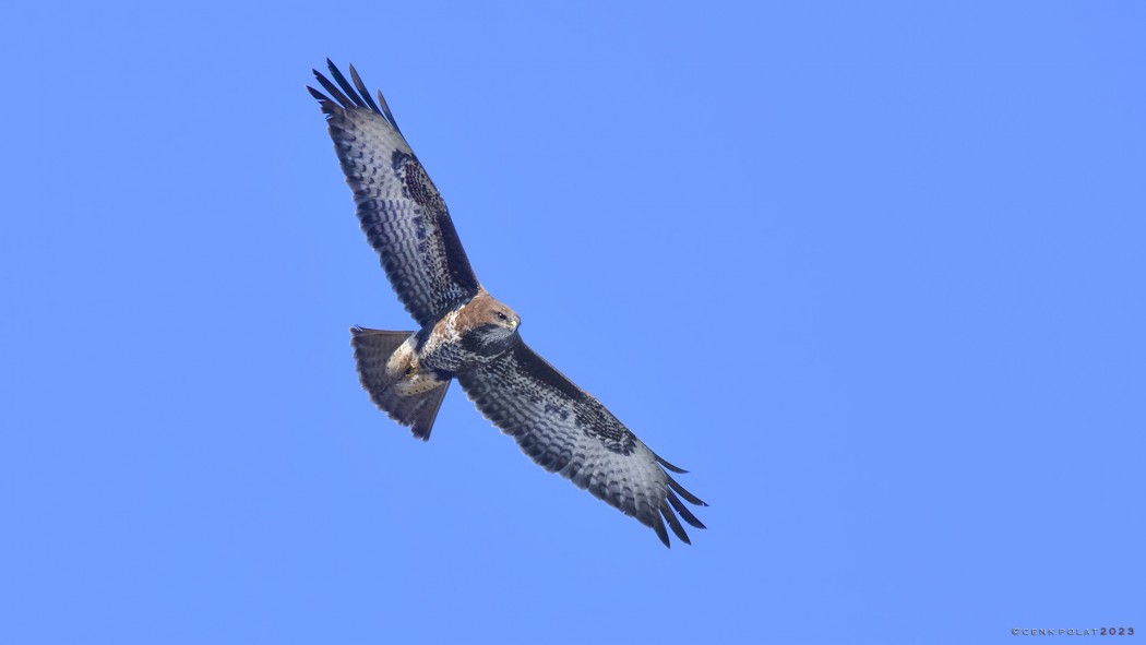 Common Buzzard