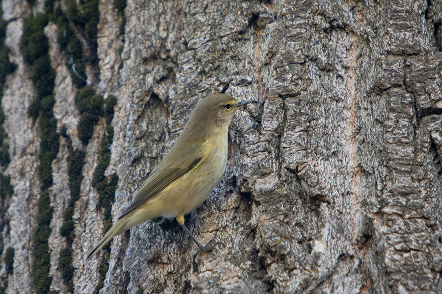 Common Chiffchaff