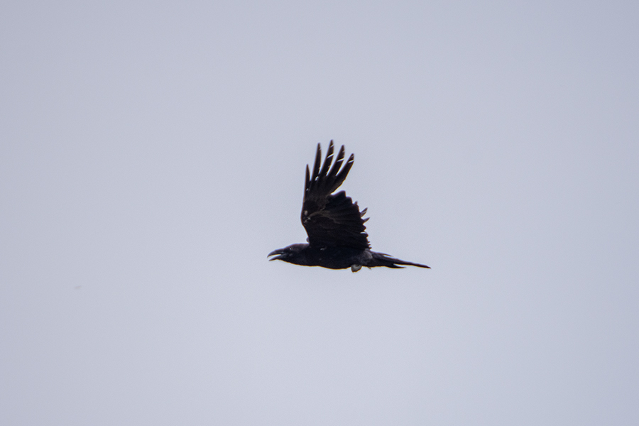 Northern Raven