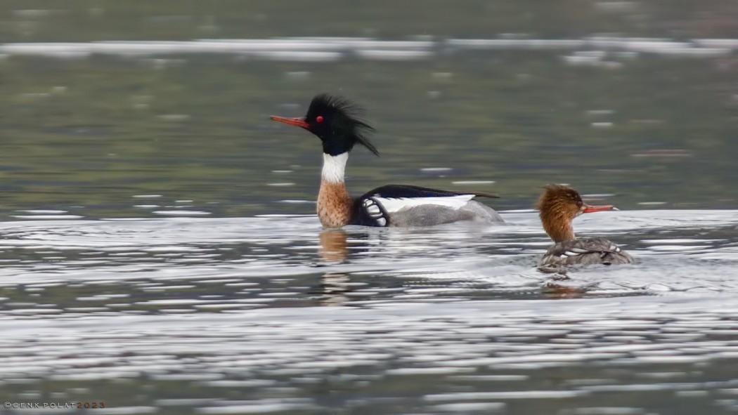 Red-breasted Merganser
