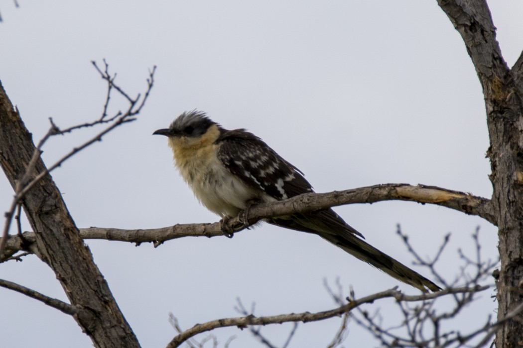 Great Spotted Cuckoo