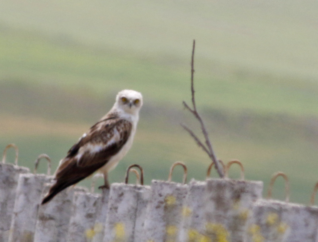 Short-toed Snake Eagle