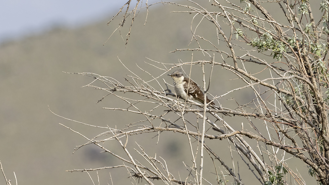 Great Spotted Cuckoo