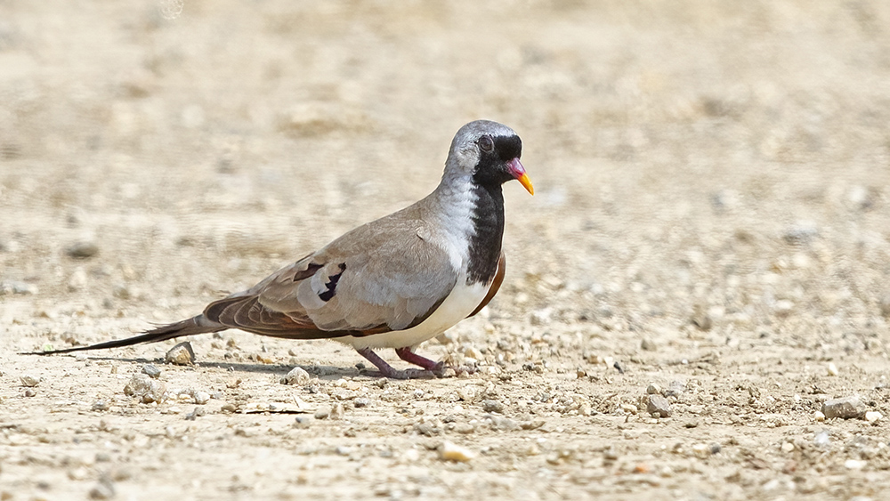 Namaqua Dove