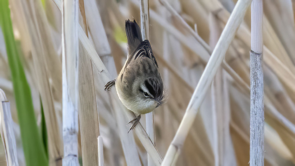 Sedge Warbler