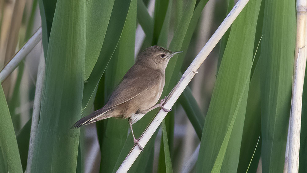 Savi`s Warbler