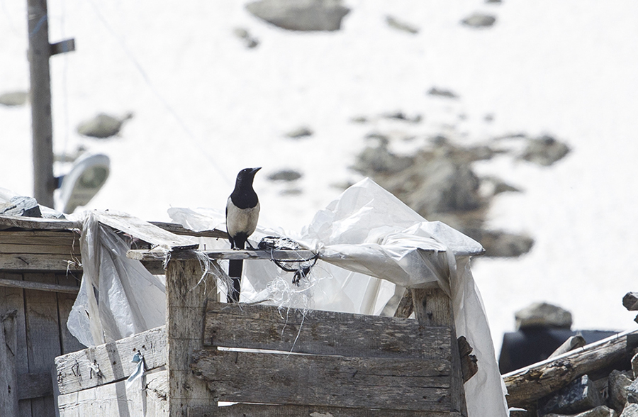 Eurasian Magpie