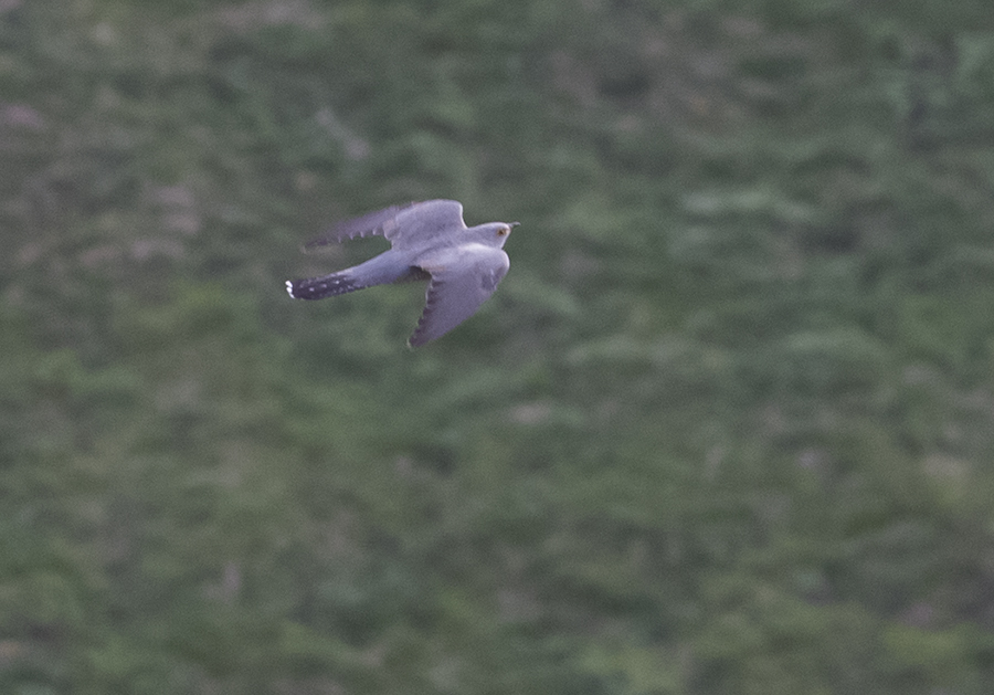 Common Cuckoo