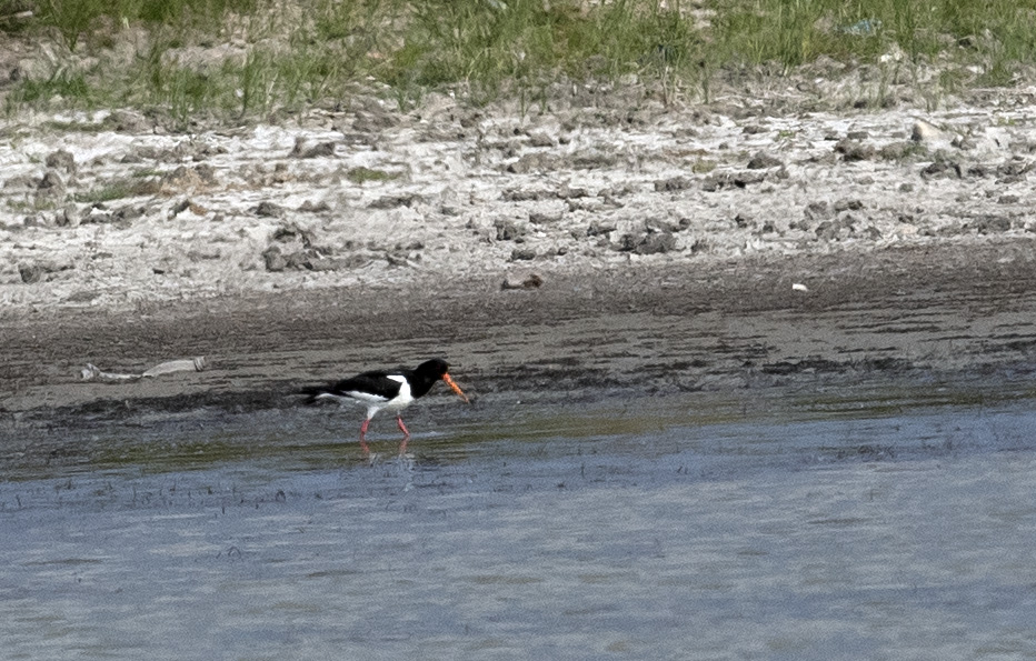 Eurasian Oystercatcher