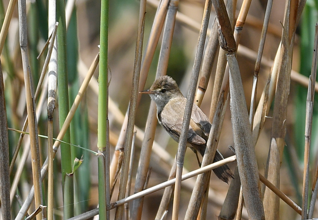 Common Reed Warbler