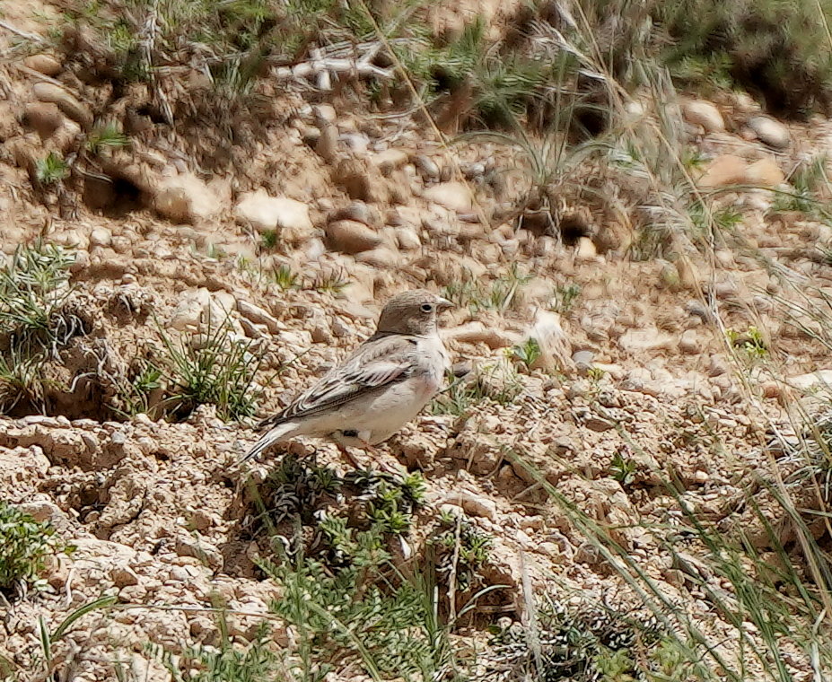 Mongolian Finch