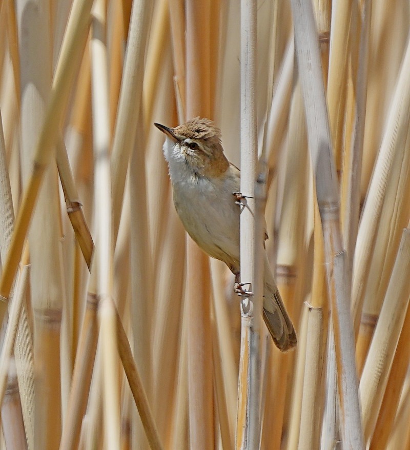 Paddyfield Warbler