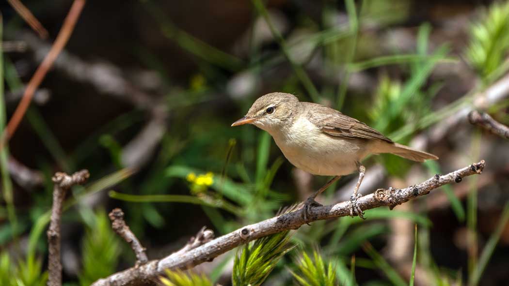 Eastern Olivaceous Warbler