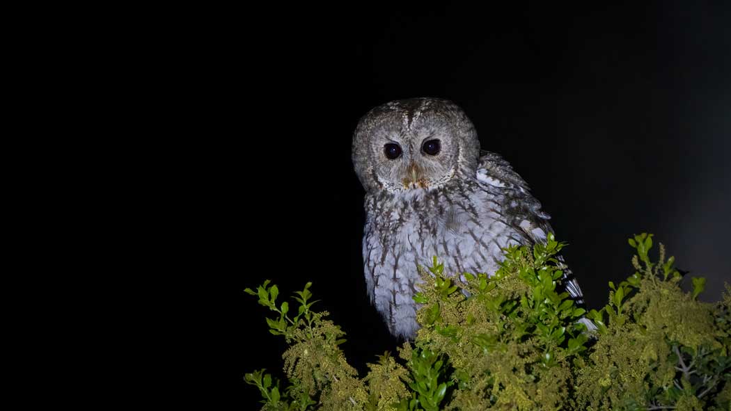 Tawny Owl