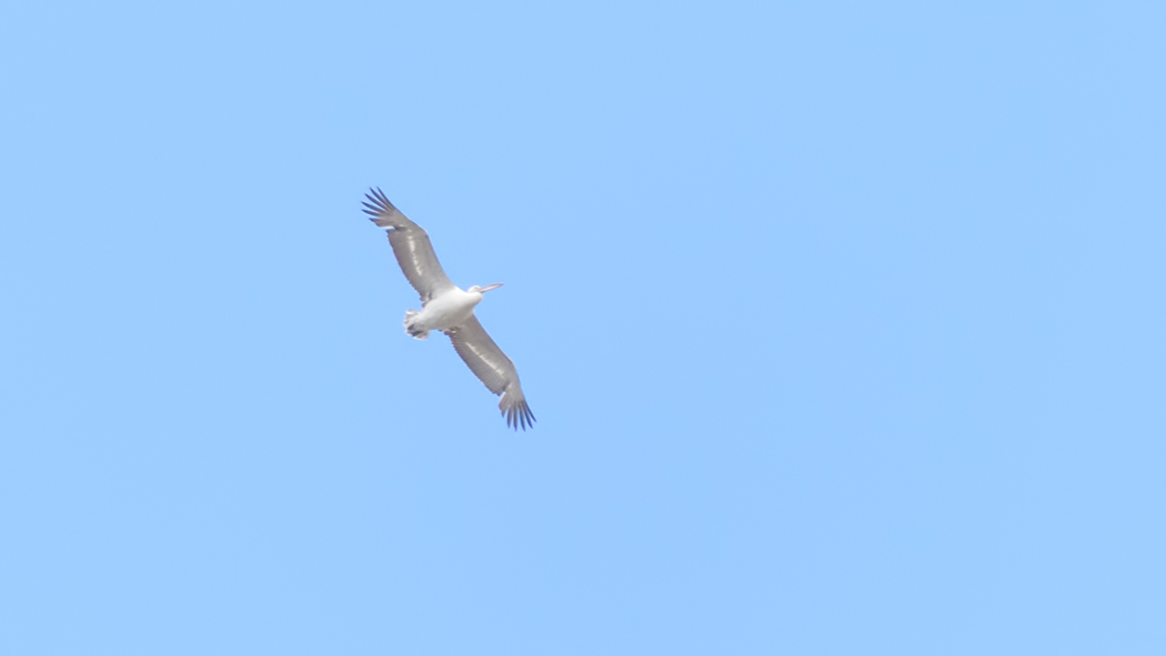 Dalmatian Pelican