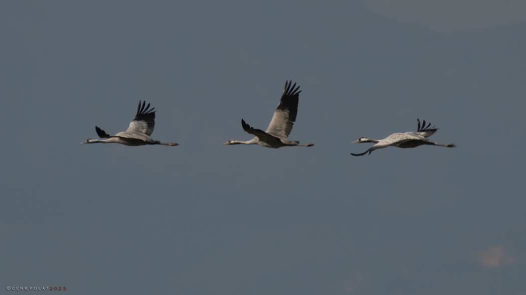 Common Crane