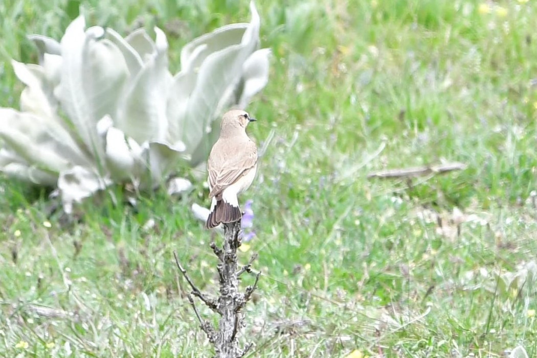 Isabelline Wheatear
