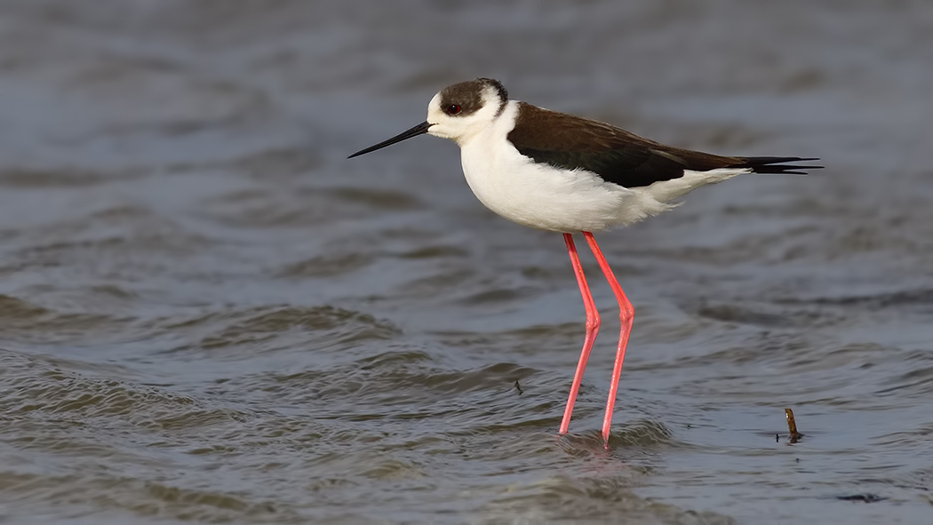 Black-winged Stilt