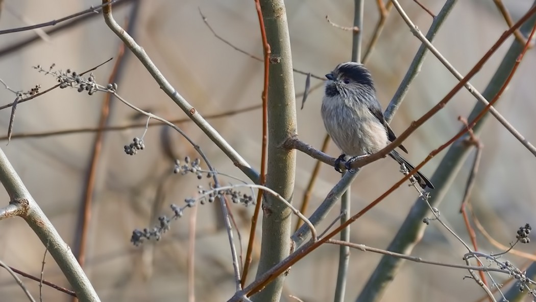 Long-tailed Tit